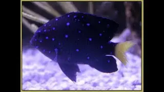 Jewel Damselfish - A Sparkling Wonder