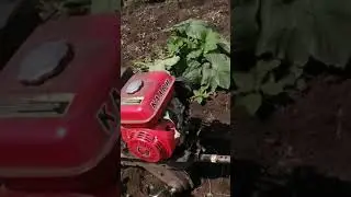 Обрабатываем тыкву с помощью мотоблока.