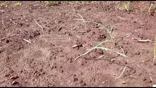 Яровой чеснок Флавор.