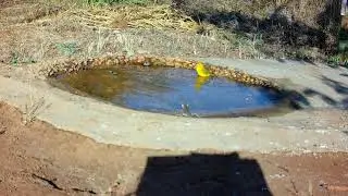 canário da terra no laguinho se refrescando o calor