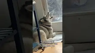 Dramatic Husky😅 Normal dogs vs Huskies🤣🐕