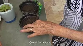 Como Plantar Mudas - Minha Avó ensina