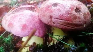 Boletus Regius septiembre 2018