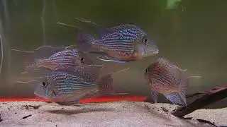 geophagus sveni