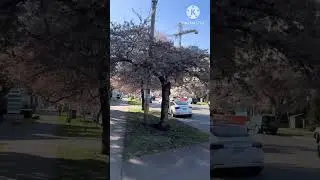 Flowers and flowers everywhere