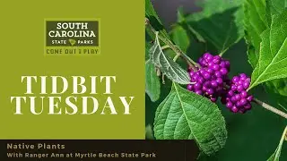 Native Plants with Ranger Ann at Myrtle Beach State Park