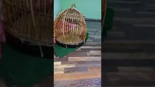 Кавгбоз мардум лайка бчк