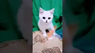 Игруля. Скоттиш страйт серебристая шиншилла #котята #шотландскиекотята