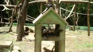 O macaco de múltiplos nomes.