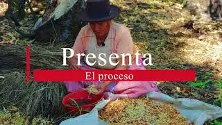 Elaboración de jora de maíz