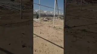 Атиргул учун парник курилиши ( роза )