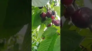 фасли гелос рашт нимич  01~06~21
