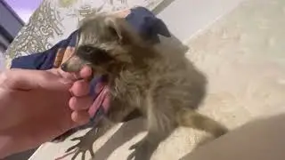 #Енот Ракета учиться драться