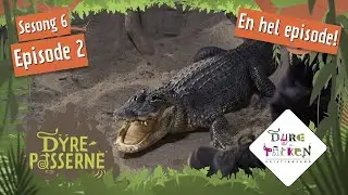 Eggjakt hos hissig alligator | Dyrepasserne S6E2 | Dyreparken