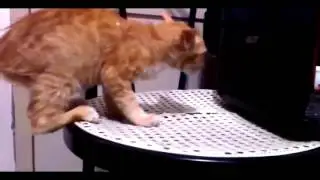 Кошкины приколы  Видео про прелестных кошек и котов