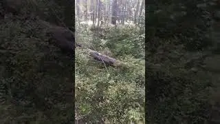 гуляет по лесу красотка