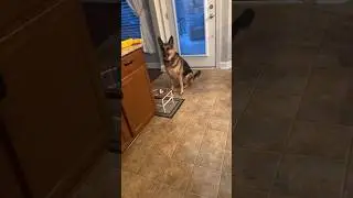 Перехитрила хитрую собаку 🐕‍🦺😁