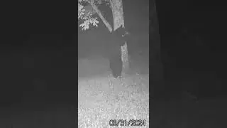 Huge NEW YORK BLACK BEAR TRYING TO CLIMB #2024 #trailcam #wow #shorts #bear #newyork #climbing
