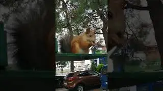 Геленждик.Ручная белка