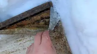 Пчелы под снегом
