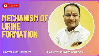 Mechanism of urine formation