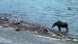 Glacier National Park: Moose vs. Grizzly Round 1
