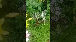 Красавицы лилии.