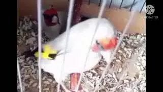 Седоголовые, черноголовые щеглы.