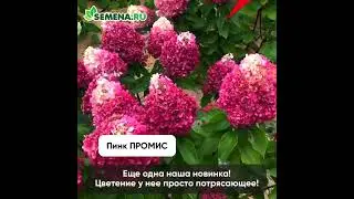Гортензия метельчатая Пинк Промис