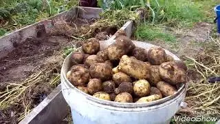КАК ВЫРАСТИТЬ КАРТОФЕЛЬ БЕЗ ХЛОПОТ.