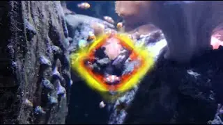 Basa Livee- Flame Collector
