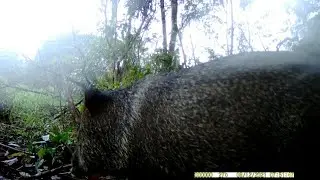 Caititus fazem a festa na ceva de jaca.