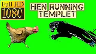 Hen running template green screen video / green screen video effects / Movie background change /