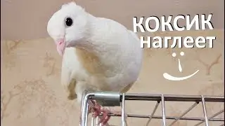 Голубь Коксик освоился и наглеет