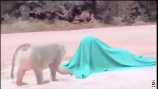 Monkey Scream