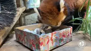 Nuestra Panda Rojo, Ichiha, recibió su regalo de Navidad