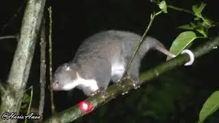 Kuskus cokelat | Northern common cuscus (Phalanger orientalis), P. Seram, Maluku, Indonesia