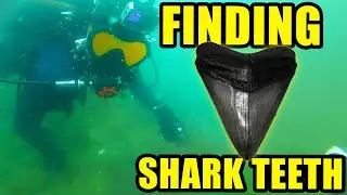 Megalodon Shark Teeth Hunting in Florida | Scuba Diving Venice Beach, Florida!