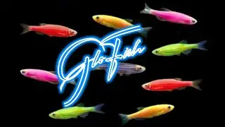 GLOFISH DANIO FOR FRESHWATER AQUARIUM