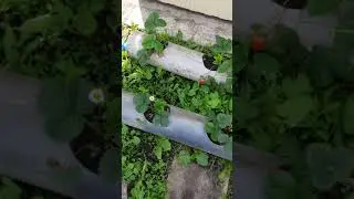 Клубника в трубах, урожай.