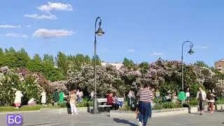 Сиреневый Сад в Москве. Цветение сирени! #москва #2021