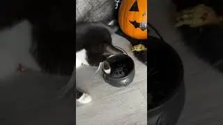 Halloween’s cat