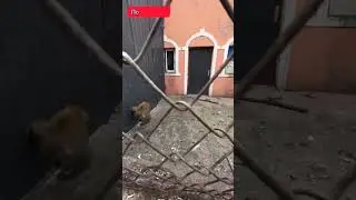 Дайте выпить! Смешная озвучка🤣