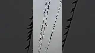 ЛЕТО 2022 г. НАШЕСТВИЕ ЛАСТОЧЕК?!