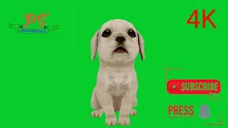 Cute Dog Play Green Screen Video. 