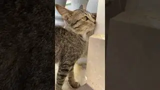 It’s a Cute Cat #shorts #cat #cutecat