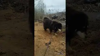 СПА для собак
