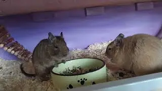 Огромный дом для двух братьев