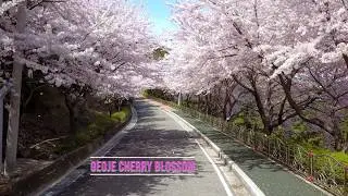 Cherry Blossom Geoje (Jangseungpo)