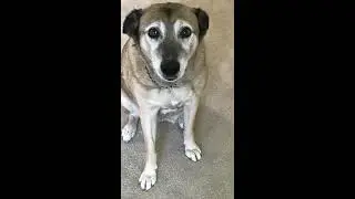 All of dogs stands
